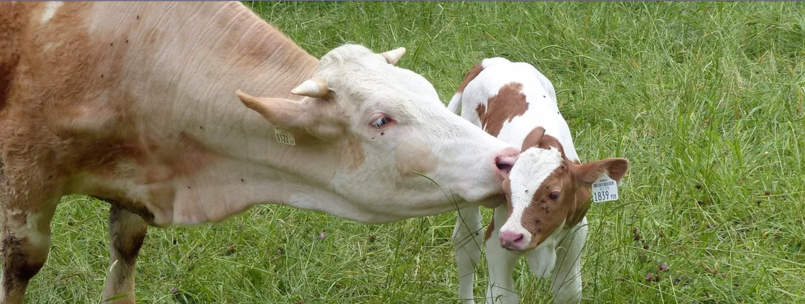 Fachada de Congelados Robledo